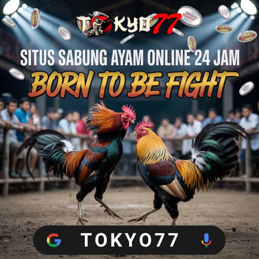 Togel Daily Guide: Predictions, Patterns, and Winning Habits